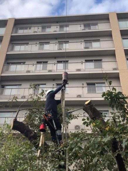 伐採】今にも危ない！？住まいを大きな木から見事に守り「切り